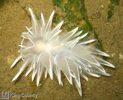 Photo of Dirona albolineata